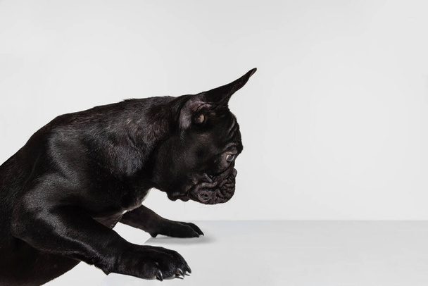 Muotokuva söpö pentu, Ranskan Bulldog nojaten ja tarkkaavaisesti katsoen taulukon eristetty valkoisella taustalla - Valokuva, kuva