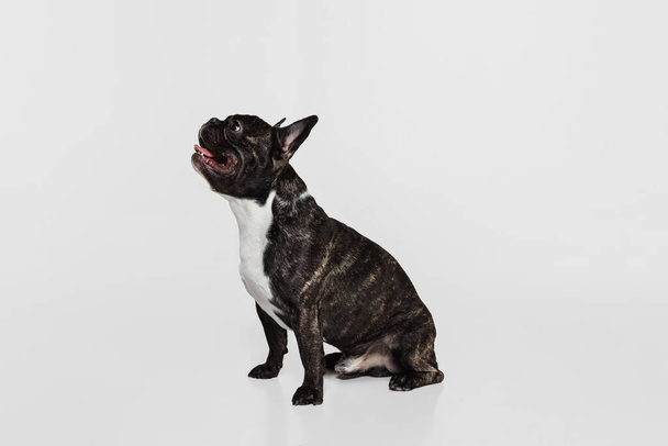 Side view of beautiful purebred dog, French bulldog lying on floor isolated over white studio background. Animal, vet, care concept - Foto, imagen