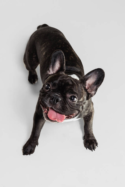 Portré aranyos, szép, játékos francia Bulldog vidáman pózol elszigetelt fehér háttér - Fotó, kép