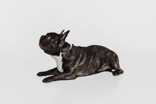 Cute purebred dog, French bulldog lying on floor isolated over white studio background. Animal, vet, care concept - Фото, изображение