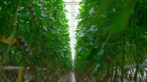 Ντομάτες φυτά καλλιέργεια έννοια στο σύγχρονο θερμό θερμοκήπιο μεταξύ πράσινα φύλλα - Πλάνα, βίντεο