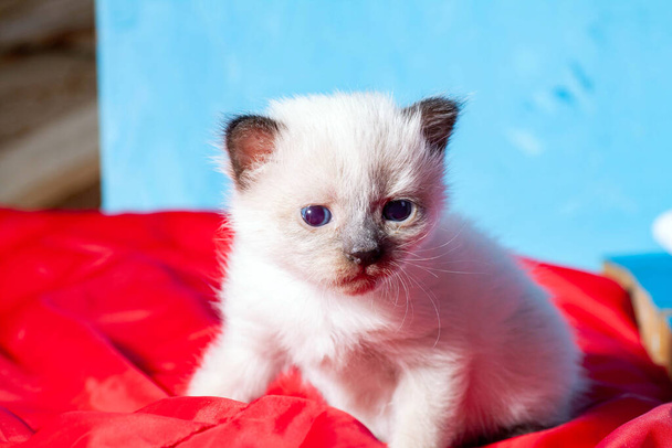 Маленький новорожденный котенок, который еще не открыл глаза - Фото, изображение