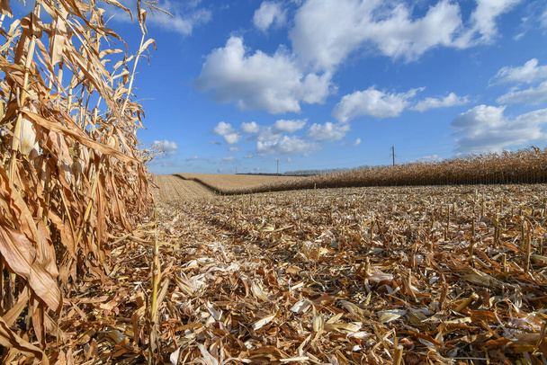 Dried corn field at harvesting time in autumn. Copy space. Selective focus. - Photo, Image