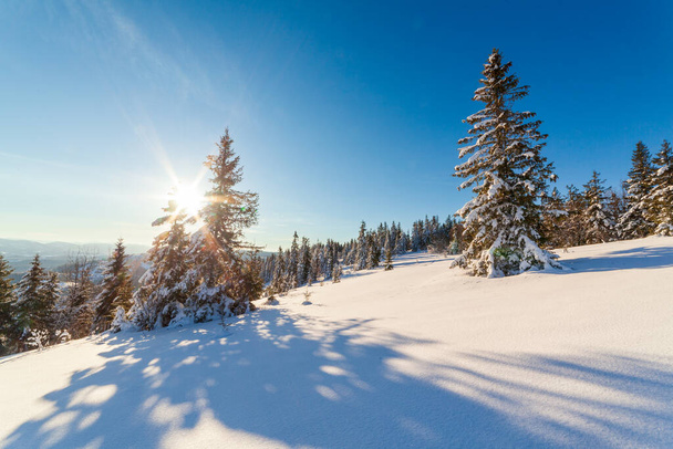 wonderfully majestic winter landscape glowing by sunlight. wintry scene. Carpathian, Ukraine, Europe. Beauty world. Happy New Year - Фото, зображення