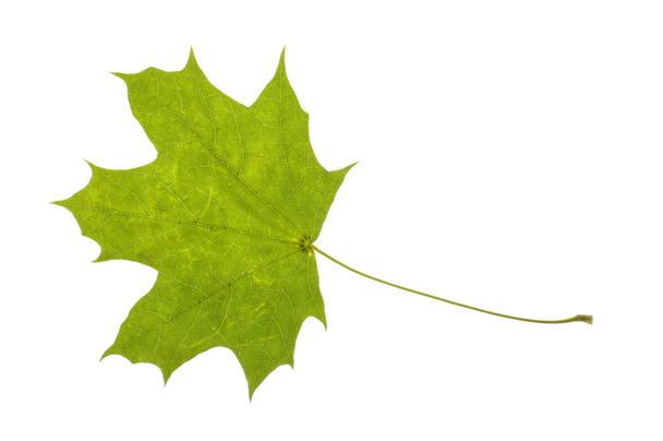 Real maple leaf with spots isolated - Φωτογραφία, εικόνα