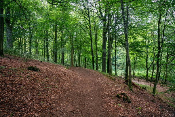 Sendero que pasa por un hermoso bosque de hayas verdes a la luz del sol de verano, con una gruesa capa de hojas rojas en el suelo del bosque - Foto, Imagen