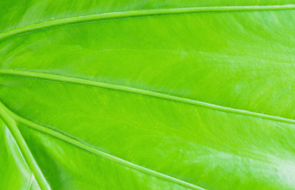 texture foglie di Alocasia o sfondo di foglie di caladio. (Alocasia macrorrhizos, Orecchio di elefante, Colocasia esculenta ) - Foto, immagini