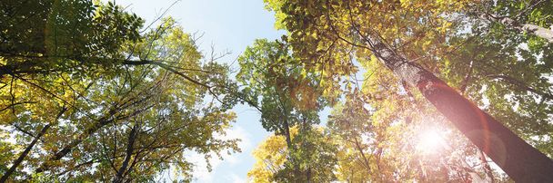 Jesień opuszcza tło. Żółty liść klonu na niewyraźne tekstury z nasłonecznieniem, słoneczny bokeh, przestrzeń kopiowania. Koncepcja sezonu jesiennego. Złota jesienna karta - Zdjęcie, obraz