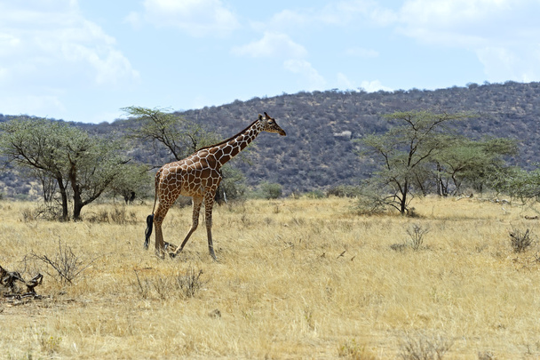 girafes africaines
 - Photo, image