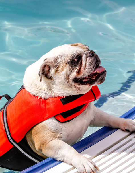 Dogs Swimming in Public Pool - Фото, изображение