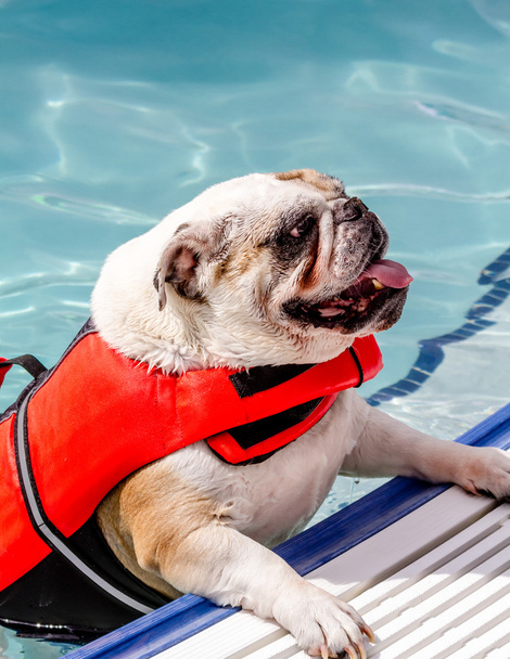 Dogs Swimming in Public Pool - Фото, изображение