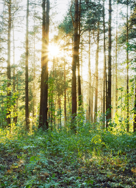 Coucher de soleil dans les bois brumeux
 - Photo, image