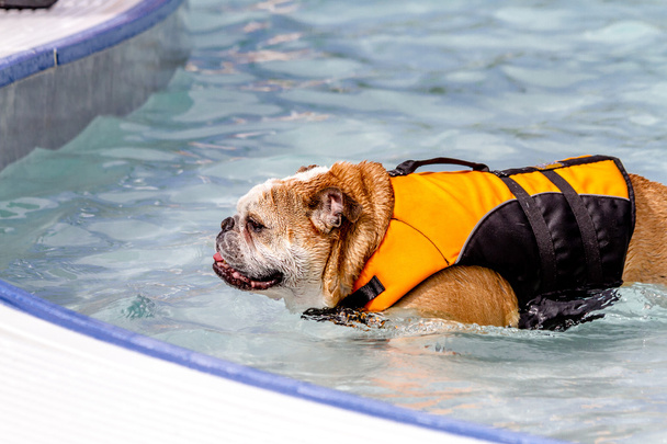 Dogs Swimming in Public Pool - Foto, afbeelding