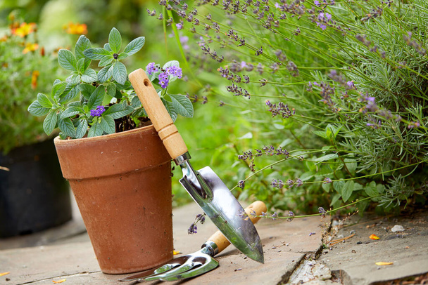 Herramientas y plantas de jardinería en el jardín - Foto, Imagen