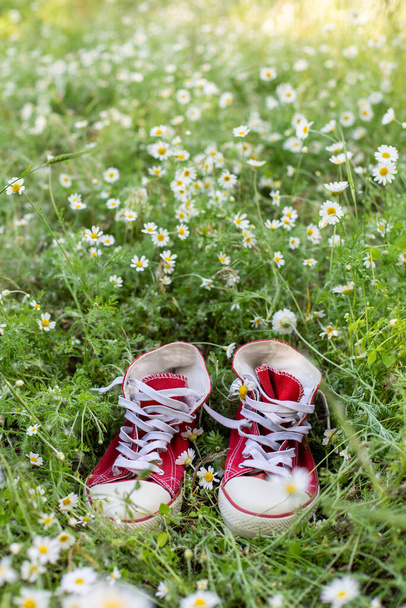 κόκκινα αθλητικά παπούτσια σε ένα χωράφι με μαργαρίτες. Καλοκαίρι έννοια με πράσινο γρασίδι - Φωτογραφία, εικόνα