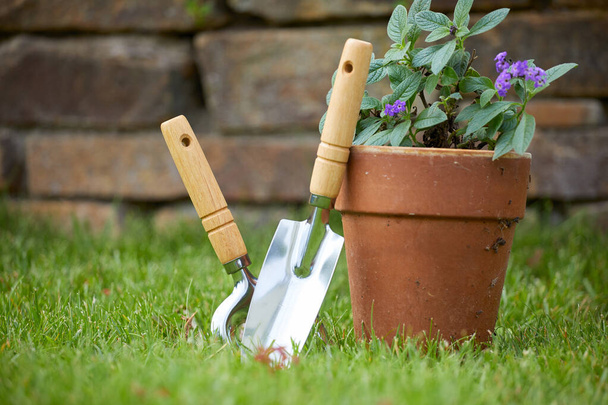 Herramientas y plantas de jardinería en el jardín - Foto, Imagen