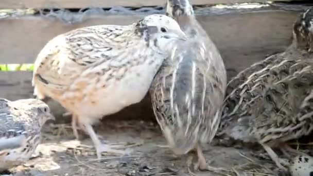 Quails fleeing the shed on a farm - Footage, Video