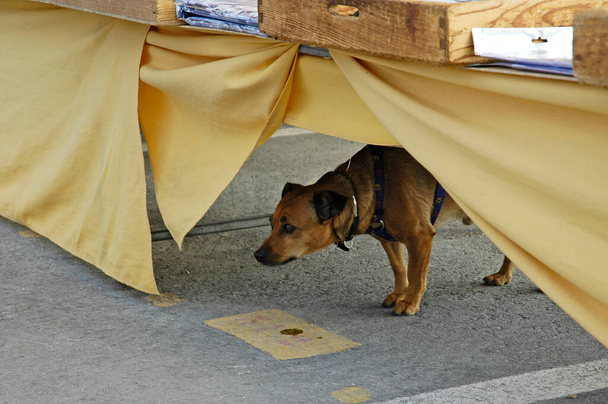 Маленький собака під столом, Ла Нусія, Коста - Бланка (Іспанія). - Фото, зображення