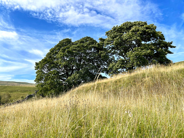 Дерева, на схилах пагорбів над Крей, з дикими травами і синім небом у Cray, Yorkshire, UK - Фото, зображення