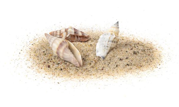 conchas de caracol de mar sobre arena sobre un fondo blanco aislado - Foto, Imagen