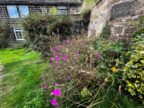 Дикі квіти, що ростуть біля кам "яної стіни, у селі Лемінг, Оксхоуп, Велика Британія. - Фото, зображення