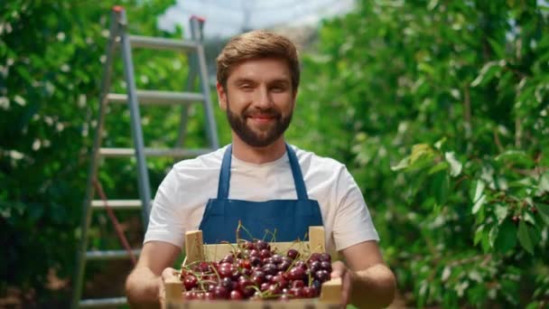 Gazdaság tulajdonosa mutatja cseresznye gazdaság gyümölcs doboz fa gyümölcsös kert üvegház. - Felvétel, videó