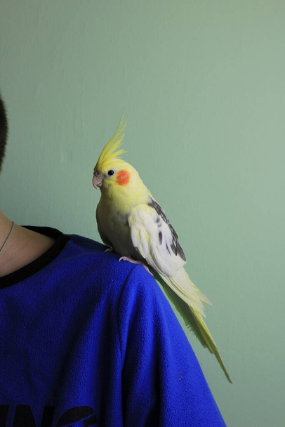De gele papegaai zit op de schouder van een jongen. Dierenverzorging. - Foto, afbeelding