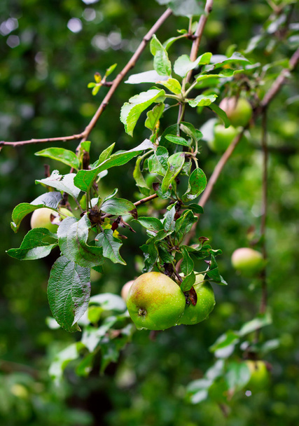 csepp, eső után érett zöld alma - Fotó, kép