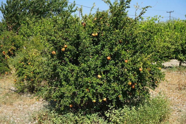 La grenade Punica granatum est un arbuste à feuilles caduques portant des fruits de la famille des Lythraceae, sous-famille des Punicoideae. Kolympia, Rhodes, Grèce - Photo, image