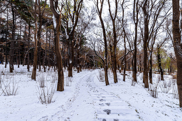 Pierwszy śnieg we wczesnej zimie - krajobraz zimowy w Nanhu Park, Changchun, Chiny - Zdjęcie, obraz