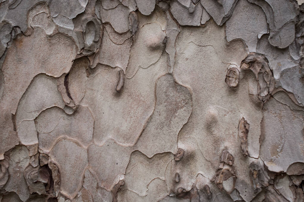 Texture vintage da grande pelle d'albero per sfondo  - Foto, immagini
