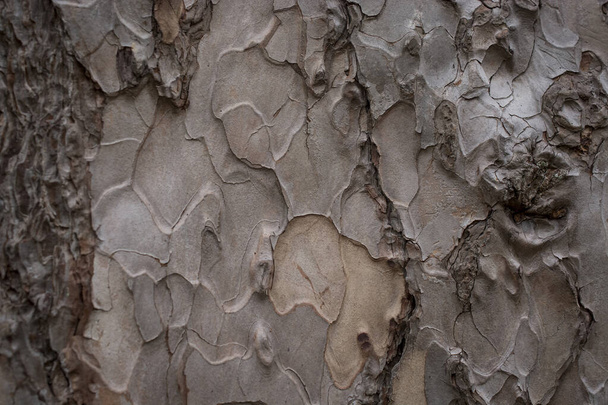 Урожай текстури з шкіри великого дерева для фону
  - Фото, зображення