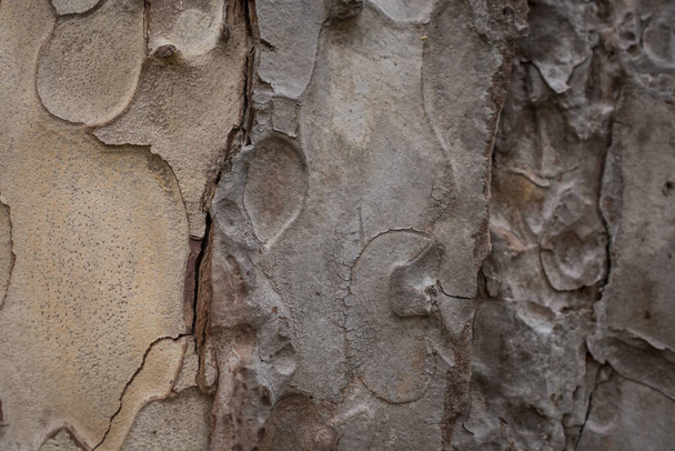 Vintage texture from big tree skin for background  - Zdjęcie, obraz