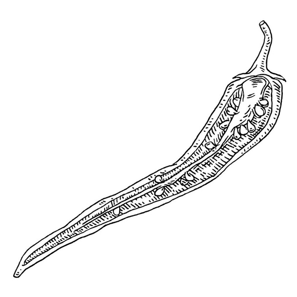 Half pepper chilli. Vintage hatching black illustration. - Διάνυσμα, εικόνα