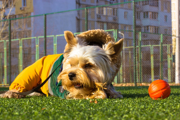 Vicces Yorkshire Terrier hazai kutya divatos elegáns meleg ruhák feküdt a focipályán szintetikus zöld fű a napsütéses napon. Egy narancssárga kosárlabda. Imádnivaló aranyos kiskutya, kutyus rágó bot. - Fotó, kép