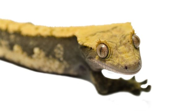 Beyaz arka plan üzerinde izole gecko tepeli kertenkele - Fotoğraf, Görsel