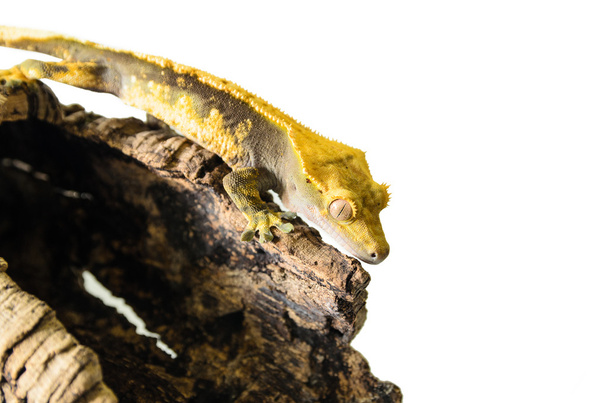 chocholatý gecko lezení pahýl izolovaných na bílém pozadí - Fotografie, Obrázek