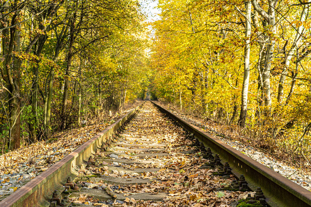 Railway in perspective between yellowed trees with falling leaves on a sunny autumn day. - Foto, immagini