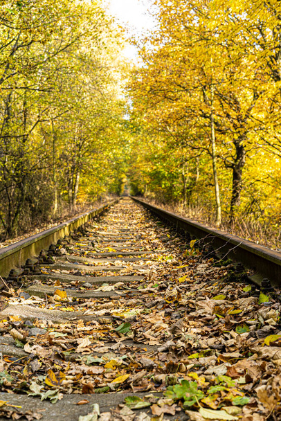 Ferrocarril en perspectiva entre árboles amarillentos con hojas que caen en un día soleado de otoño. - Foto, Imagen