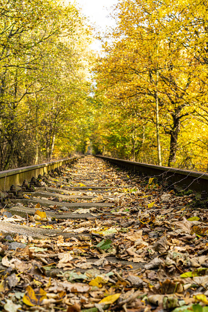 Railway in perspective between yellowed trees with falling leaves on a sunny autumn day. - Fotoğraf, Görsel
