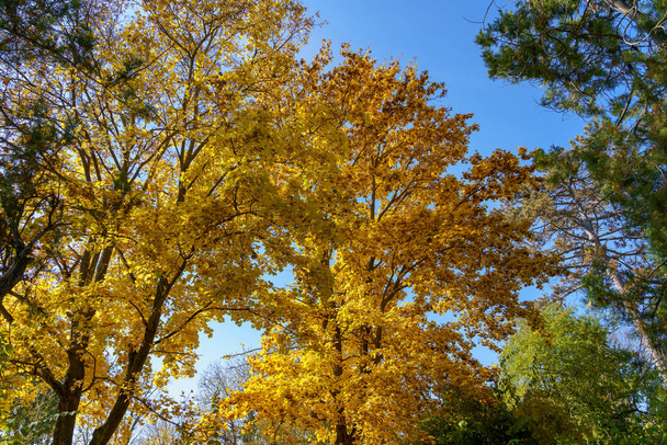 Прекрасна осіння природа в період золотої осені. Вибране тло фокуса і простір для копіювання тексту або літератури
 - Фото, зображення