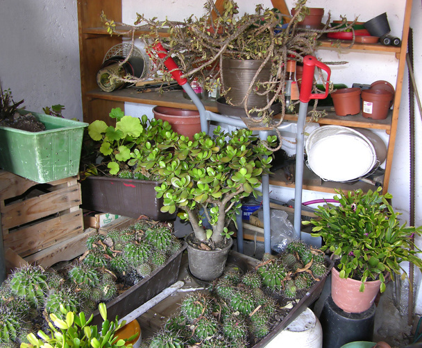 貯蔵室または越冬植物のためのセラー - 写真・画像