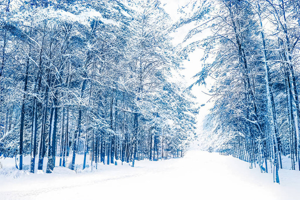 Winter wonderland and Christmas landscape. Snowy forest, trees covered with snow as holiday background - Photo, Image