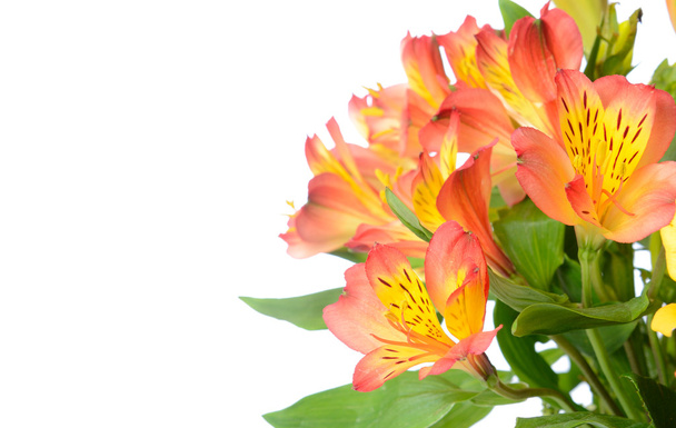 Flores de Alstroemeria
 - Foto, Imagem