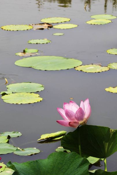 beautiful lotus flower in the pond - Foto, afbeelding