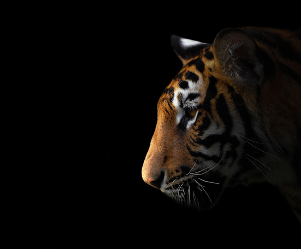 Bengálský tygr v temnotách - Fotografie, Obrázek
