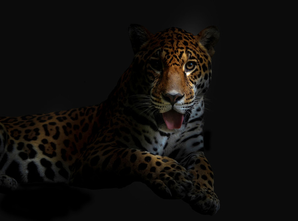 лежачий леопард
  - Фото, изображение