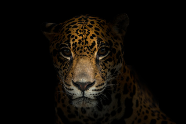 Jaguar (panthera onca) im Dunkeln - Foto, Bild