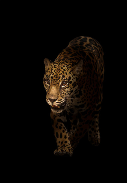 Jaguar (panthera onca) w ciemności - Zdjęcie, obraz
