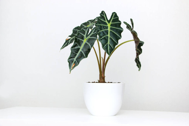 Alocasia pianta tropicale su un tavolo bianco. Home floricoltura concetto. - Foto, immagini